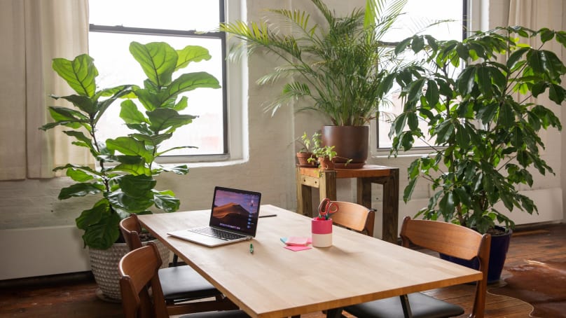 Les bienfaits des plantes dans un espace de travail